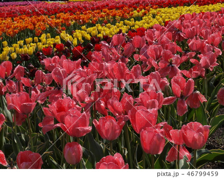 チューリップ畑 ガブリエラ 満開の花畑 チューリップ畑 ガブリエラ 満開の花畑 46799459