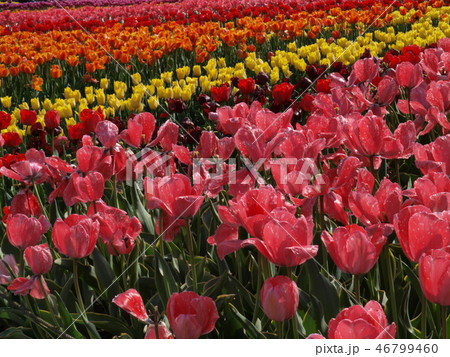 Papīra tūta Flower Field, 1 gab.