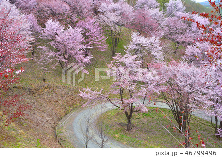 桜景　深山峠さくら園 46799496