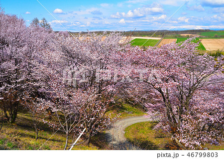 桜景　深山峠さくら園 46799803