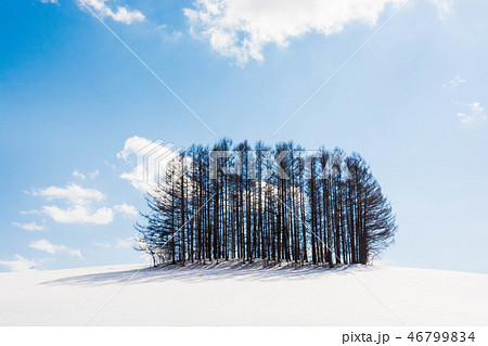 雪の丘とカラマツ林 美瑛町 雪の丘とカラマツ林 美瑛町 46799834