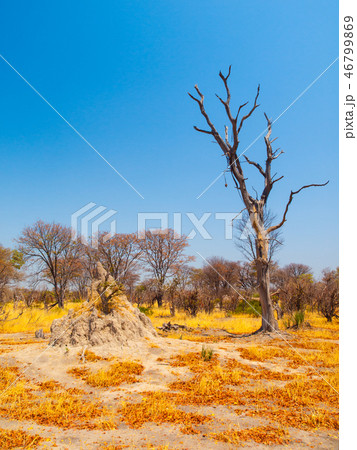 Termite hill in savanna, Okavango region, Botswana. Termite hill in savanna, Okavango region, Botswana. 46799869