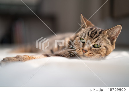 まったりする猫 まったりする猫 46799900