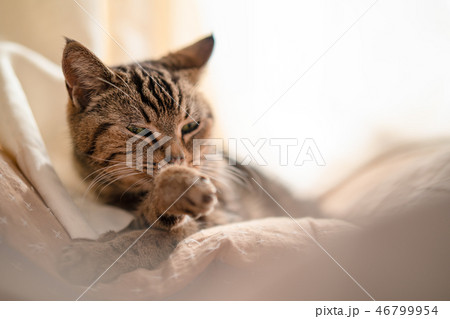 顔を洗う猫 46799954