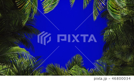 The branches of palm tree in the wind on blue screen. Beautiful summer background. 3D Rendering The branches of palm tree in the wind on blue screen. Beautiful summer background. 3D Rendering 46800034