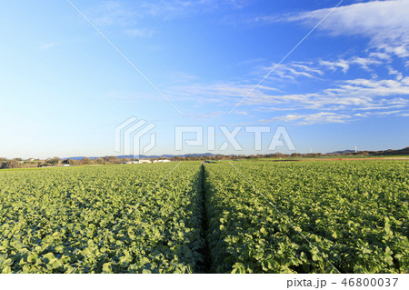大根畑 46800037