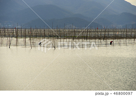メセンイ養殖場 全羅南道 南海 46800097