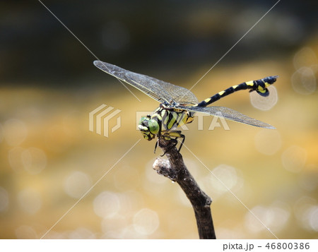 ウチワヤンマ 46800386