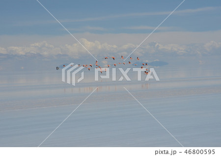 ウユニ塩湖　ボリビア 46800595