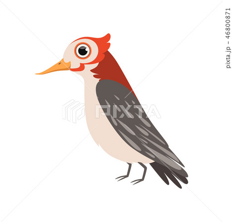Beautiful cardinal bird vector Illustration on a white background 46800871