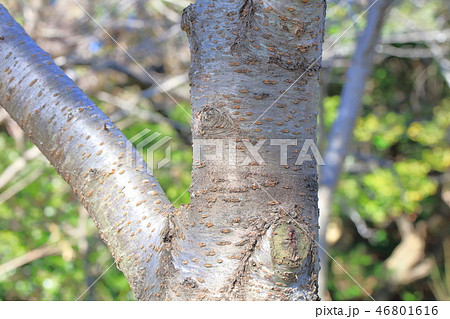 ソメイヨシノ バラ科サクラ属 木肌 木膚 木のはだ 外皮 樹皮 木目の写真素材
