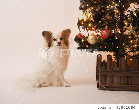 クリスマスツリーとパピヨン 46801684