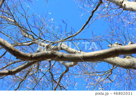 オオモミジ 大紅葉 カエデ科カエデ属 木肌 木膚 木のはだ 外皮 樹皮 木目の写真素材