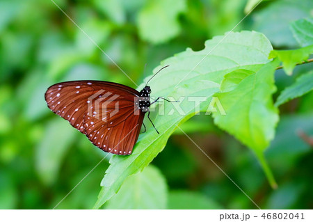 葉にとまる蝶 46802041