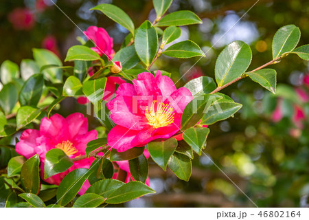 牡丹 濃いピンクの牡丹 赤色のお花 春秋の花 黄色い花弁 横構図の写真素材 46802164 Pixta