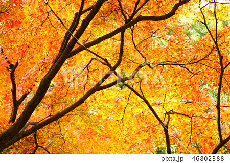 カラー 「紅葉」 公園の片隅にて (2019年1月登録) 最大サイズ:M カラー 「紅葉」 公園の片隅にて (2019年1月登録) 最大サイズ:M 46802388