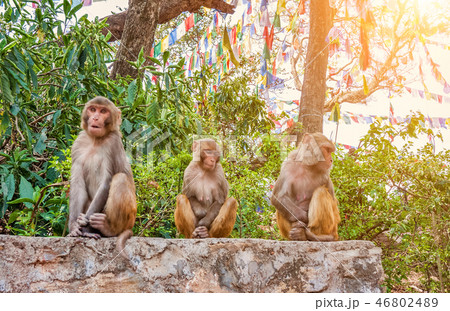 Macaque monkeys in the Swayambhunath, Kathmandu 46802489