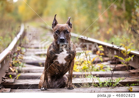 Serious tiger dog walks at abandoned railway 46802825