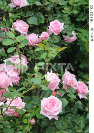 薔薇 羽衣 薔薇 羽衣 46803439