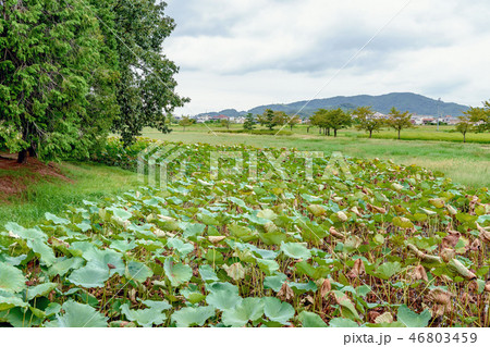 備中高松城 本丸址公園 46803459