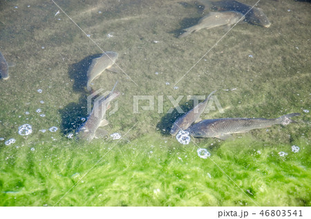 Young carp fish from a fish farm Young carp fish from a fish farm 46803541