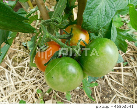 ミニトマト 46803641