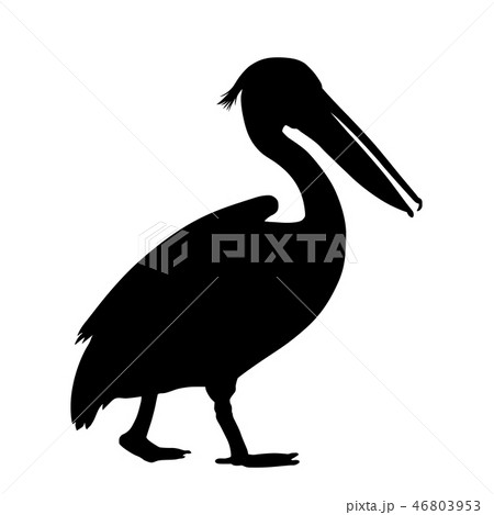 Pelican silhouette isolated on white background 46803953