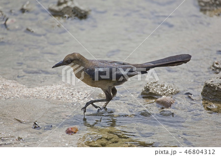 Female Great-tailed Grackle, Quiscalus mexicanus 46804312