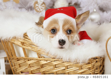 Welsh Corgi Pembroke puppy in a Santa costume Welsh Corgi Pembroke puppy in a Santa costume 46805161
