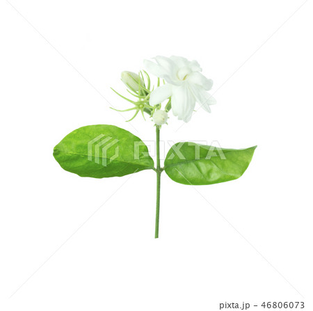 Jasmine Flower Jasmine Flower 46806073