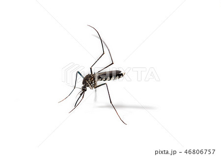 close-up of mosquito isolated on white background 46806757