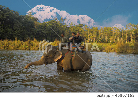 elephants in Chitwan elephants in Chitwan 46807165
