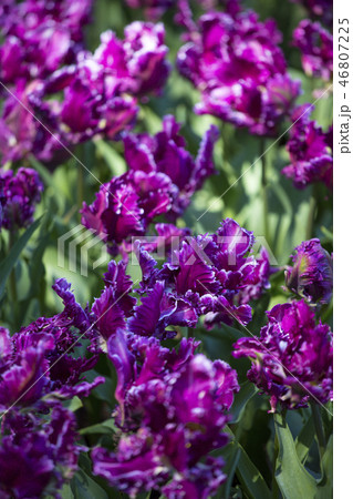 purple tulip fields are growing every year purple tulip fields are growing every year 46807225