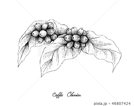 Hand Drawn of Ripe Coffee Berries on Branch 46807424