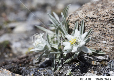 Edelweiss (Leontopodium nivale) in the mountains 46807683