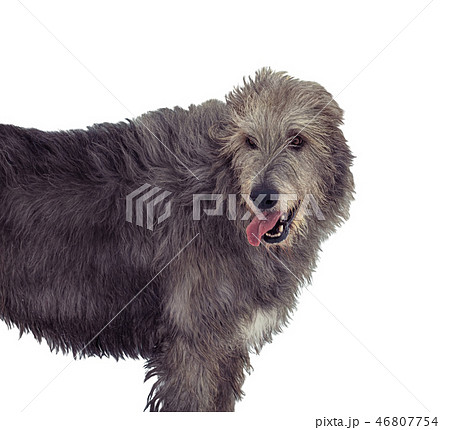 Portrait of gray irish wolfhound isolated on white 46807754