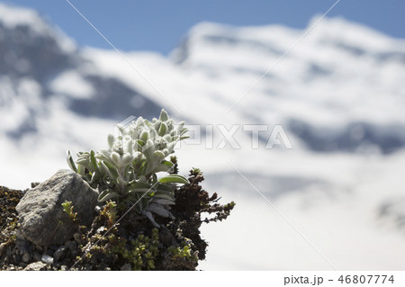 Edelweiss in the mountains of Switzerland 46807774