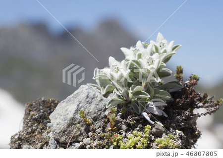 Edelweiss in the mountains of Switzerland 46807805