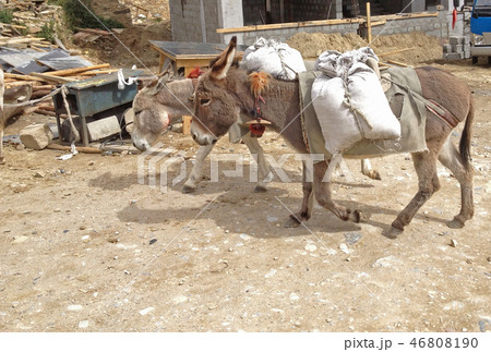 Donkey or ass is used as a Working Animal in rural Donkey or ass is used as a Working Animal in rural 46808190