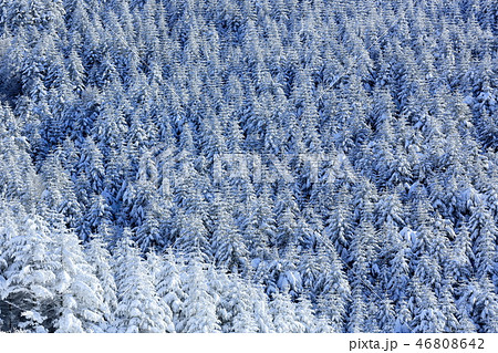 霧ヶ峰の霧氷 霧ヶ峰の霧氷 46808642