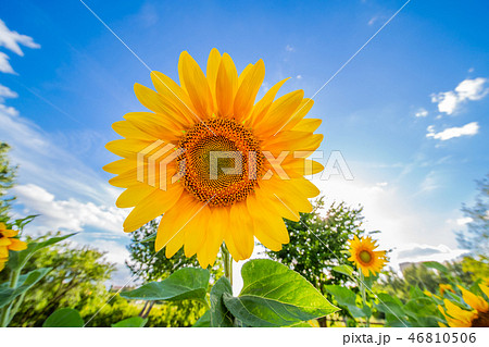 sunflower with blue sky 46810506