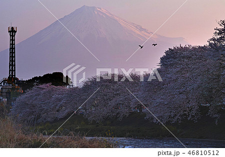 【静岡県】龍巌淵 満開の桜と富士山 【静岡県】龍巌淵 満開の桜と富士山 46810512