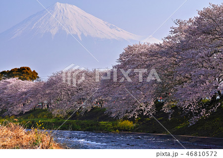 【静岡県】龍巌淵 満開の桜と富士山 【静岡県】龍巌淵 満開の桜と富士山 46810572