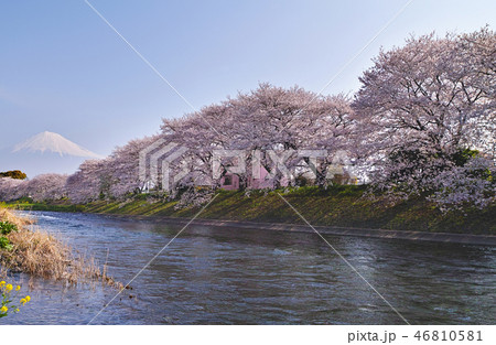 【静岡県】龍巌淵 満開の桜と富士山 【静岡県】龍巌淵 満開の桜と富士山 46810581
