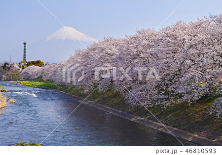 【静岡県】龍巌淵 満開の桜と富士山 【静岡県】龍巌淵 満開の桜と富士山 46810593