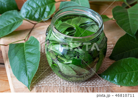 Preparation of japanese knotweed tincture 46810711