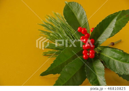 正月飾り お正月 松と千両の赤い実 金色背景の写真素材