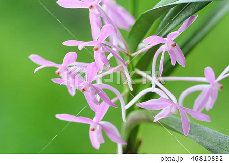 ランの花　アスコフィネチア　 46810832