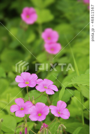 オキザリスの花 オキザリスの花 46811567