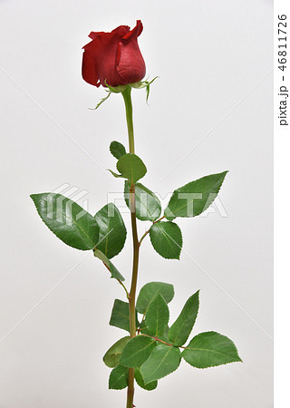 １輪の赤いバラ 46811726